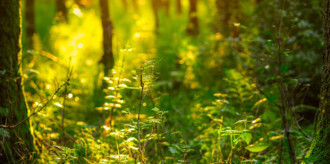 abrdn_forestloss070623a