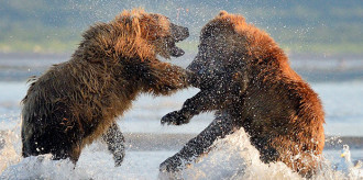 Article-Animals-Bear-01-smll2024