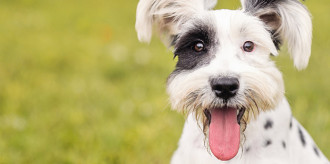 Article-Animals-Dog-02-smll2024